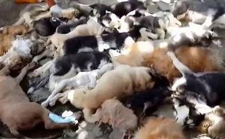 印尼巴厘岛爆料者视频播放,真实事件背后的惊人真相 第2张 印尼巴厘岛爆料者视频播放,真实事件背后的惊人真相 第2张