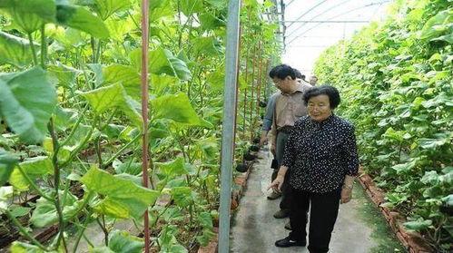 莒县网红吃瓜事件始末是真的吗,真相揭秘与网络舆论风暴  第3张