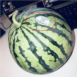 网红吃瓜视屏,揭秘娱乐圈幕后真相