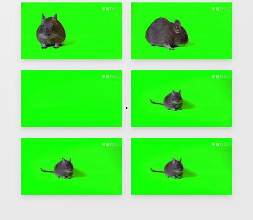 最新爆料老鼠视频大全下载,惊悚瞬间尽收眼底  第2张