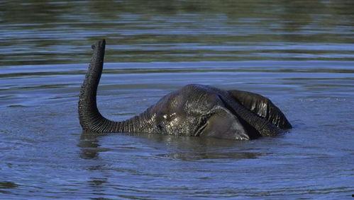 尼斯湖水怪在线观看,神秘生物的神秘之旅  第2张