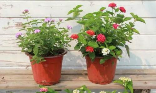 遂宁食堂爆料视频曝光最新