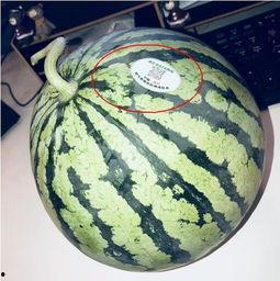 莆田网红吃瓜,揭秘网络红人的幕后故事