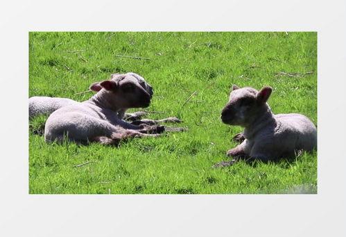 小羊最新爆料视频下载安装,揭秘幕后真相,带你走进事件核心 第2张 小羊最新爆料视频下载安装,揭秘幕后真相,带你走进事件核心 第2张