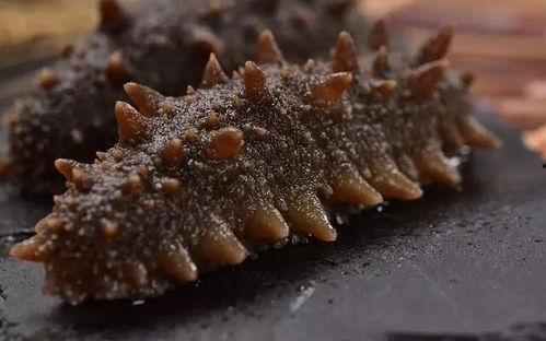 海参养殖爆料视频下载,揭秘养殖过程与经济效益  第2张