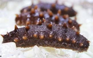 海参养殖爆料视频下载,揭秘养殖过程与经济效益  第3张