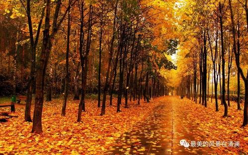 秋天妈妈最新爆料文案,最新爆料背后的温馨故事