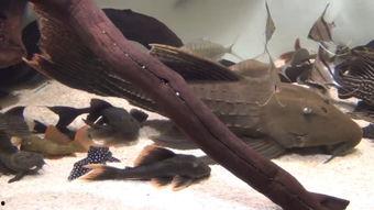 清道夫在线观看,揭秘深海神秘生物的生存奥秘