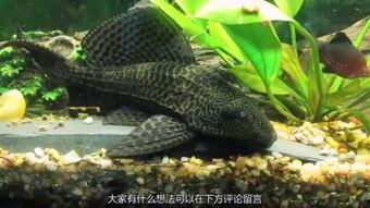 清道夫在线观看,揭秘深海神秘生物的生存奥秘  第3张