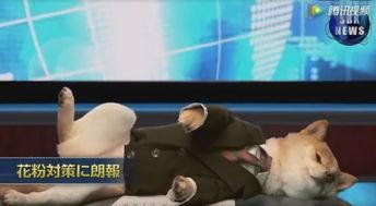 虎帅最新爆料新闻视频大全,视频大全揭秘热点事件幕后真相