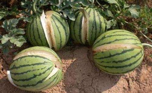 高密吃瓜最新事件爆料是真的吗,最新爆料真相揭秘  第3张